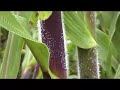 Gnu'u nuni 4/ Las palabras del maíz 4/ The words of corn 4