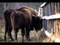 Știrile ChișTV - Episod 4