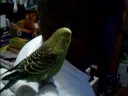 Our Budgie 