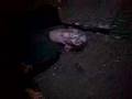 noites do terror 2007