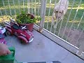 Dog attacks leaf blower