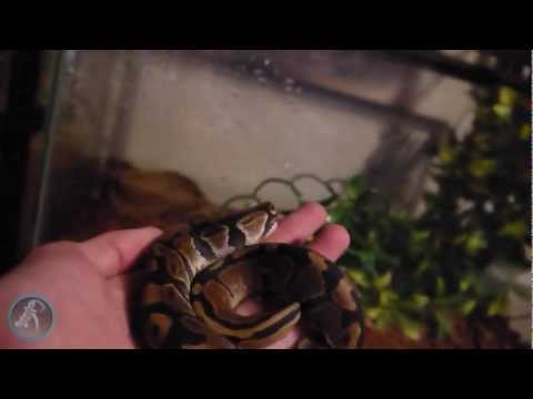how to properly pick up a ball python