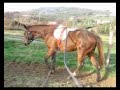 Zion redini lunghe