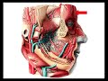 Regio frontalis Regio frontalis