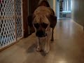 Puggle Stalks Her Toy- Fancy footwork- very stealth! Puggle Stalks Her Toy- Fancy footwork- very stealth!