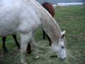 videos de Dinner in the pasture on a foggy day.