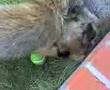 Border Terrier video