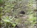 Black Rattlesnake