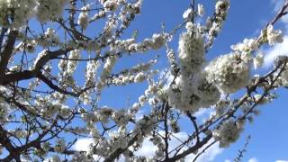 Abeille, bourdon sur cerisier