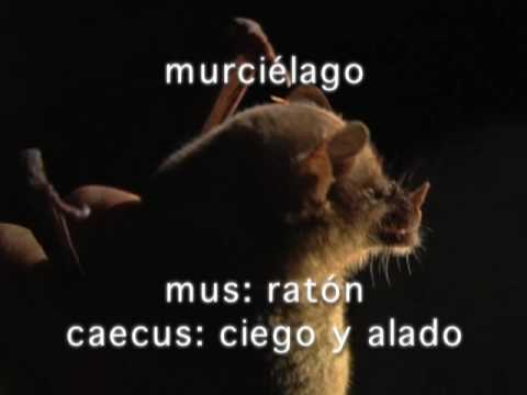 Murciélago - Video extraido de la mediateca que habla de las características de los murcielagos y de su importancia en el equilibrio de la naturaleza.