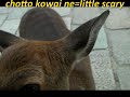 Hell Deer! (Only in Japan No... I forget. 19? 20?)