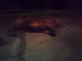 videos de Macha jugando con una cucaracha xD