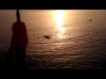 Pilot whale waving