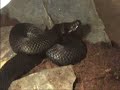 Vipera berus berus