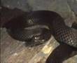 Vipera berus berus