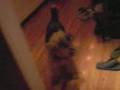 videos de Welsh Terrier