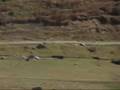 Paragliding