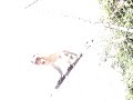 Pas de grillage pour admirer ces singes Pas de grillage pour admirer ces singes