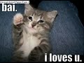 funny cute cool and demented cats