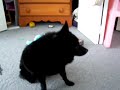 Wondering Schipperke