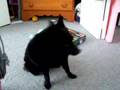 Wondering Schipperke