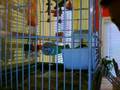 videos de my cockatiel
