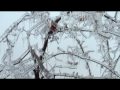 Oklahoma Ice Storm 2007
