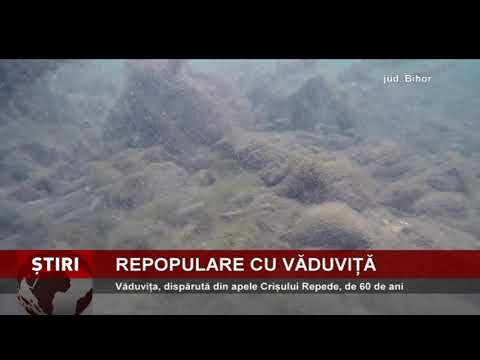 Apele Crișului Repede, repopulate cu văduviță