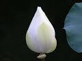 twin souls: when love incarnates
