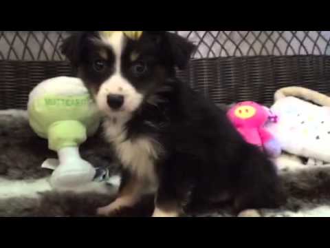 True Mini Aussie baby girl