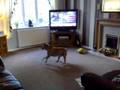 My staffy Buster swinging his rope in the front room