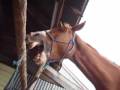 Teddy the horse can sing!
