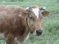 prima del bilancio facciamoci una risata....