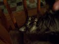 Crazy cat.MOV