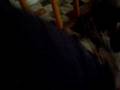 videos de Crazy cat.MOV