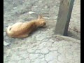 HOT CAT.(PEMERKOSAAN)