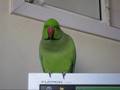 cookie - Indian ring neck parakeet
