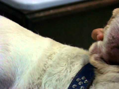 hematoma in dogs ear hematoma in dogs a non surgical option breeds picture hematoma in dogs ear hematoma in dogs a non surgical option breeds picture