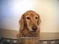 el perro que come mas rapido del mundo