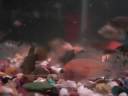 Fry growout tank with Kirin's, Respectocons, Red Dragons and Super flame tail convicts.