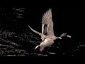 Duck flying above water
