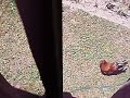 Chickie Rooster Chickie Rooster