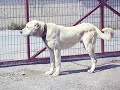Barbaro von Bozkennel Barbaro von Bozkennel