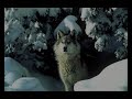 Wolves