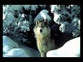 Wolves