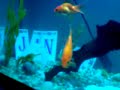 The Fish Tank