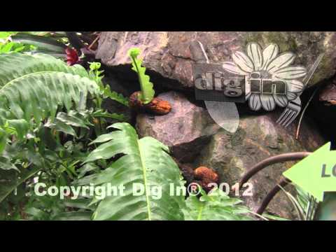 how to plant a rabbit foot fern