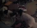 videos de Bo&Tip playing Nov2008.mov