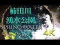 【５分で自然】　主観で見る　柿田川湧水公園　４K