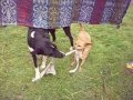 videos de Mis perras y un trapo